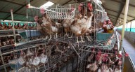 Rechazo al maltrato animal en la industria del huevo continúa en aumento El 70 % de peruanos se ha mostrado en contra de las prácticas que se realizan en esta industria, revela encuesta de Ipsos