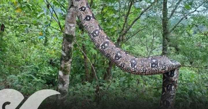 Arrebatan la vida de una boa en Zapotitlán de Méndez