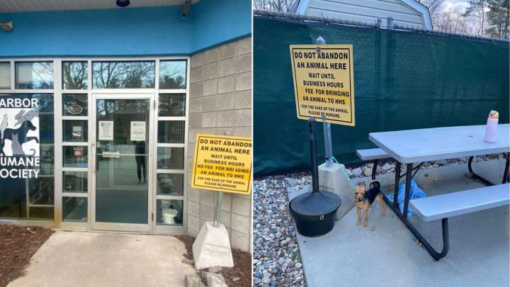 Tiny Dog Found Tied To A “Do Not Abandon Animals” Sign In Michigan Breaks Hearts Everywhere