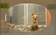 John Stossel: The folly of banning pet sales