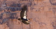 How some Utah hunters can get $800 gift card