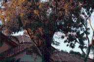 Landlord Sends Someone To ‘Trim’ Backyard Tree—No One Prepared for Result