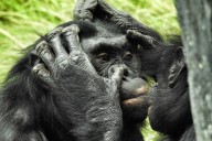Creíamos que este animal era nuestro primo más pacífico, pero este brutal acto demuestra lo contrario