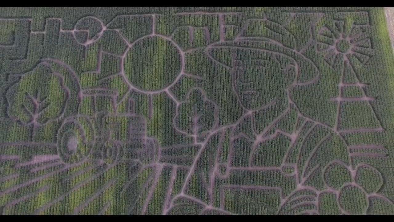 Stalk about a challenge! Colossal corn maze opens in California