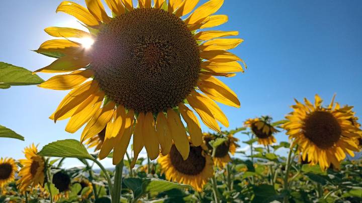 Hormonas vegetales: valioso hallazgo que mejorará la producción de girasol