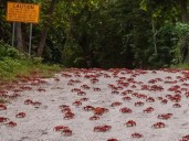 Comenzó el espectáculo natural más increíble de la Isla de Navidad: la migración del cangrejo rojo