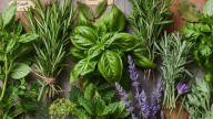 Las 5 plantas aromáticas que perfuman tu casa y ahuyentan los mosquitos