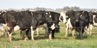 Una vacuna argentina que entusiasma al tambo: avances contra la mastitis bovina
