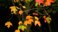 Wisconsin's Northwoods will soon be alight with fall color