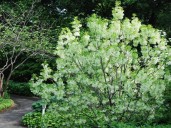 Hojas de oro y frutos de fuego: el árbol decorativo que dará color y vida a tu jardín todo el año
