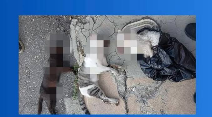 ¡Emergencia en Lara! Descubren envenenamiento masivo de animales que alarma a la comunidad.