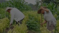 Gobierno destina 400 mil millones para la sustitución de cultivos de uso ilícito en Nariño