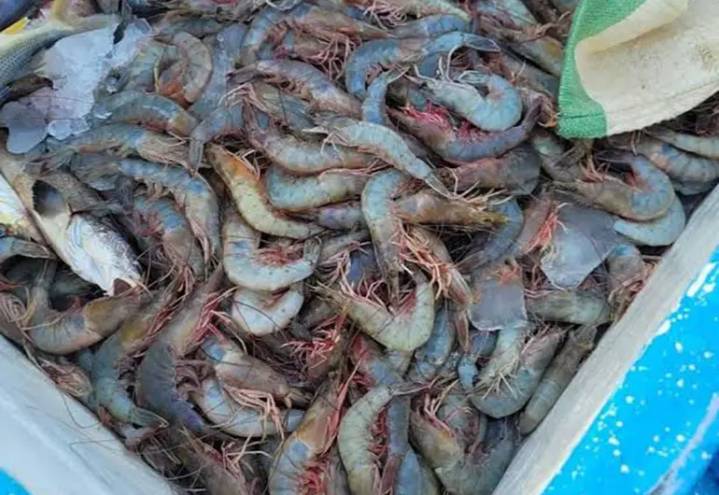 Inicia pesca de camarón en hábitat de la vaquita marina, con redes ilegales