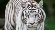 White Tiger ‘Sameer’ Passes Away At Sri Venkateshwara Zoological Park