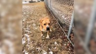 Dog In Illinois Reaches 365 Days In A Kennel And Stops Believing Anyone Will Come