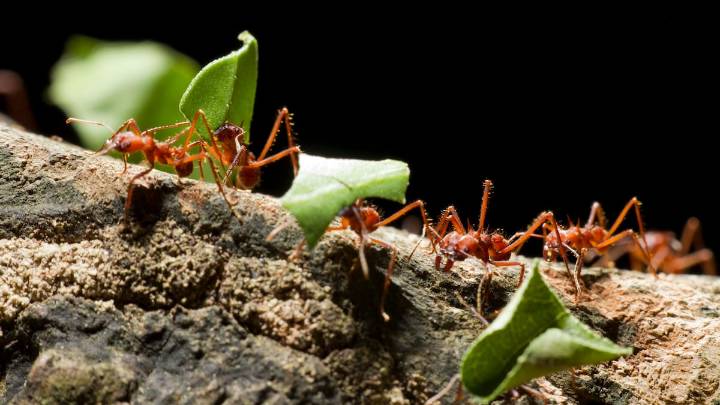 El descubrimiento de un niño de 8 años en el bosque puede cambiar la forma en la que entendemos la naturaleza