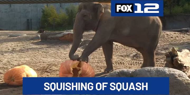Oregon Zoo elephants demolish pumpkins in annual 'Squishing of the Squash'