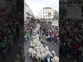 Sheep take over Madrid's streets during annual festival