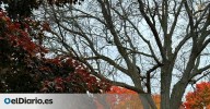La decoración de Halloween que terminó en tragedia y con la intervención de los bomberos en Carolina del Sur