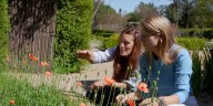 Qué plantas sembrar en primavera para lograr una floración espectacular en el verano
