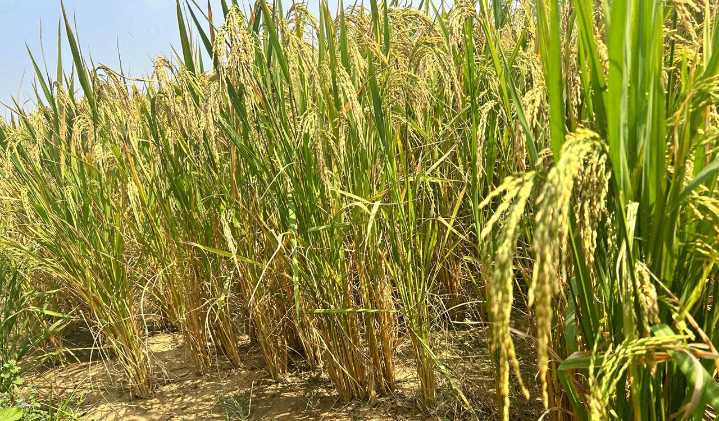 Telangana farmers in despair: Rs 1,160 crore bonus delay clouds record kharif Paddy harvest