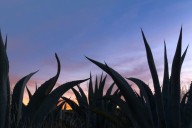 Atención: Insecto amenaza producción de magueyes en Hidalgo