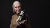 Jane Goodall, world famous zoologist, dies aged 91