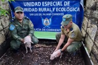 CHANCHITOS A LA BOLSA! Robaron crías de cerdo de una carnicería
