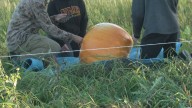 Students grow giant pumpkins in honor of researchers late husband