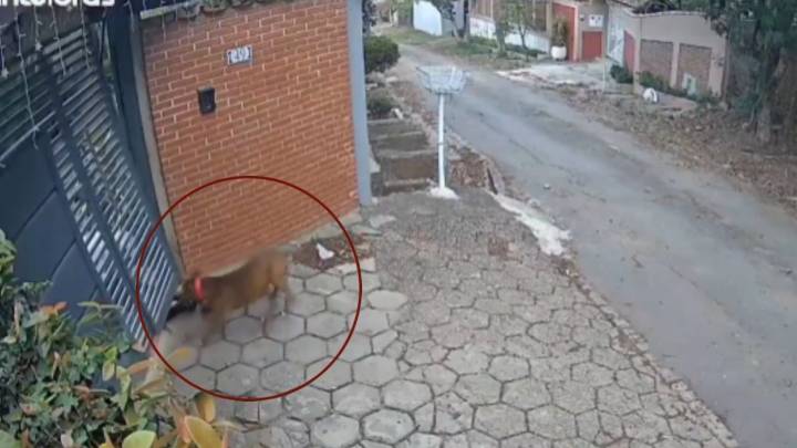Jauría ataca a perrita antes de que ingresara a su casa, no pudo abrir la puerta