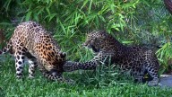 Mumbai: Biodiversity workshop at Byculla Zoo to mark World Wildlife Week