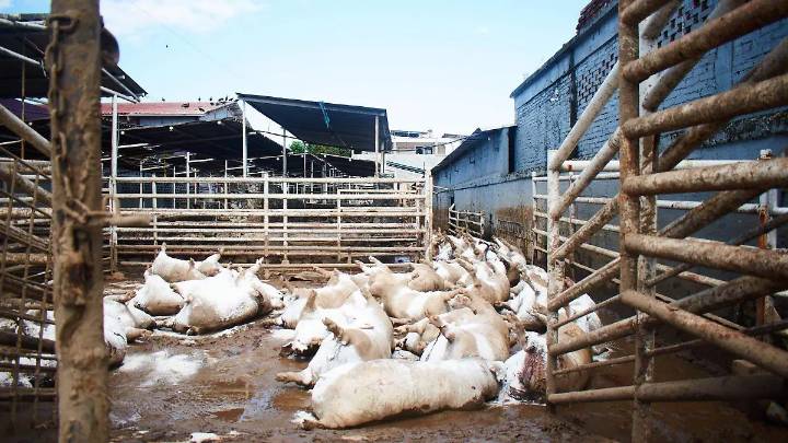 Dos mil ganaderos de todo el país piden apoyo tras afectaciones por lluvias e inundaciones
