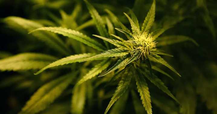 Middlesbrough men among 21 charged over industrial-scale cannabis farm in city centre warehouse