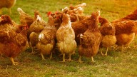 Se sacrifican 130.000 patos y pollos para contener un brote de gripe aviar por Europa