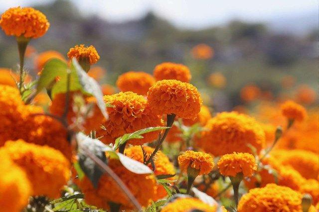DIF Oaxaca celebran Día de Muertos en festival lleno de magia y tradición