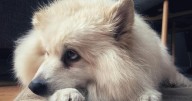 St. John’s Episcopal Church will be blessing animals this Saturday