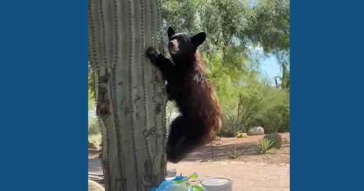 VIDEO: Bear climbs cactus in Tucson foothills, then runs away