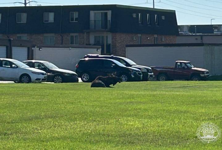 Moose in Fargo; police warn people to stay away