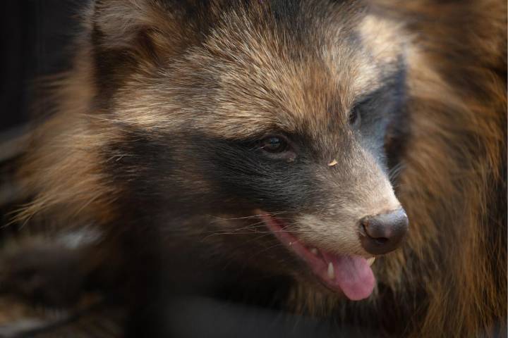 Maine Towns Urge Caution After Rabid Raccoons Reported