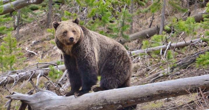 Three archery hunters in the Taylor Fork OK after separate grizzly encounters