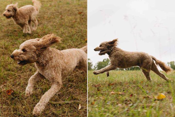 Woman’s Video of Dog Racing Down Driveway Brings People ‘to Tears’ (Exclusive)