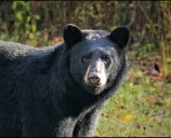 Tatum: Hunting seasons becoming more ‘bearable’