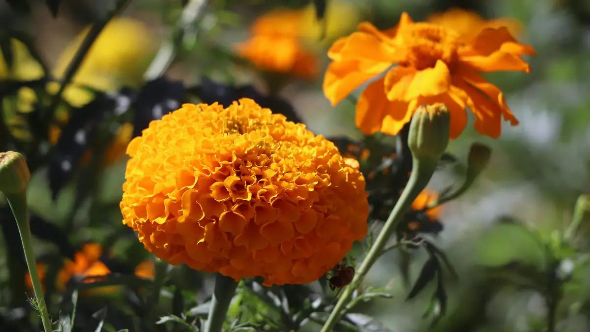 ¡No solo adorna los altares! ¿Sabías que la flor de cempasúchil también se bebe y te ayuda a curar un resfriado?