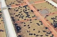 'Debe Federación cerrar frontera sur a ganado'
