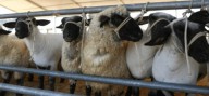 Expoferia Caprina y Ovina se realizará del 23 al 27 de octubre