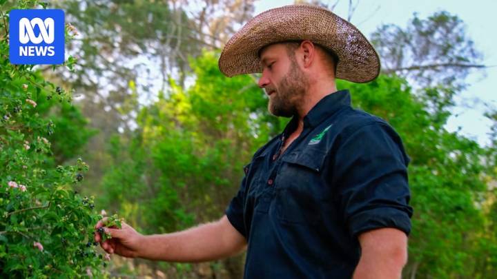 Rubber vine weed found in Lockyer Valley for first time in 54 years