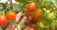 Buena Vida: una chacra que sueña y cultiva futuro en Centenario