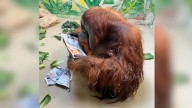Beloved orangutan Tombak passes away at Memphis Zoo