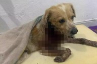 Crueldad animal en Yucatán: machetean a un perro en el malecón de Progreso