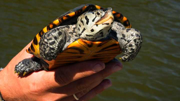 Meet the diamondback terrapin, a resident of NJ's brackish waterways